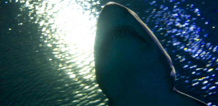 Shark showing teeth